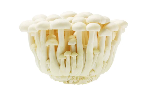 White Beech Mushroom — Stock Photo, Image