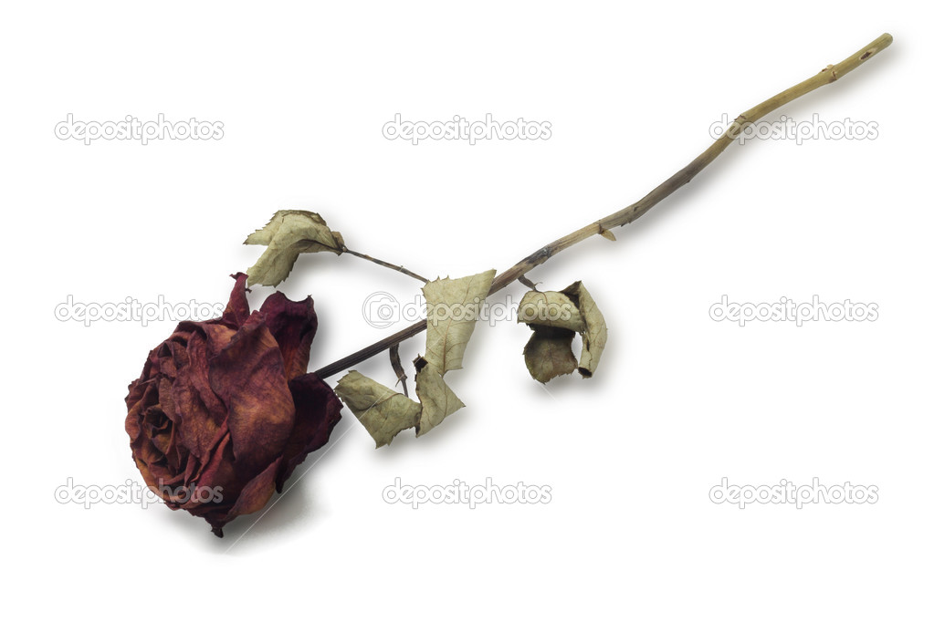 https://st.depositphotos.com/1115641/5047/i/950/depositphotos_50470225-stock-photo-dried-red-rose.jpg