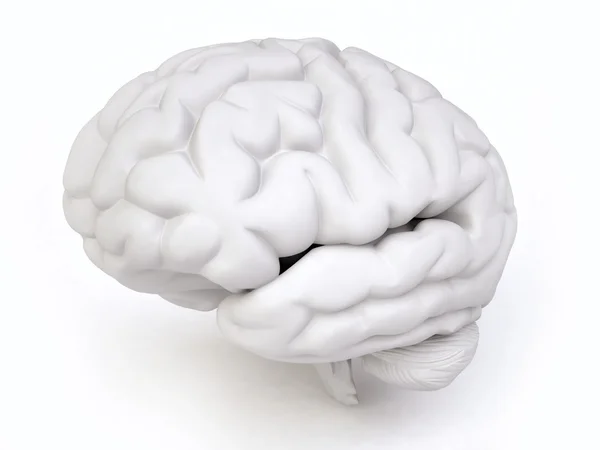 Human Brain in 3D — Stock Photo, Image