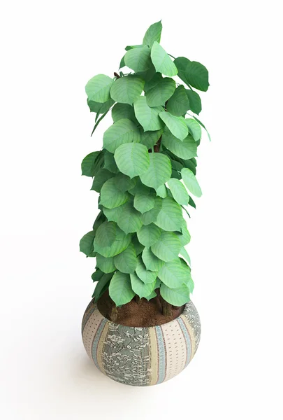 Seramik vazo içinde ev bitkisi — Stok fotoğraf