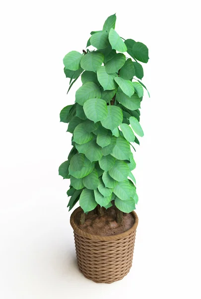 Houseplant in Woven Flowerpot — Stock Photo, Image