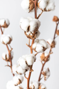 Beyaz duvar kenarlarında beyaz pamuklu çiçeklerle kaplı dallar yatıyordu. Narin, hafif, pamuklu bir arka plan. Doğal organik lif, tarım, pamuk tohumu, kumaş yapmak için hammadde.