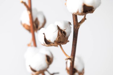 Beyaz duvar kenarlarında beyaz pamuklu çiçeklerle kaplı dallar yatıyordu. Narin, hafif, pamuklu bir arka plan. Doğal organik lif, tarım, pamuk tohumu, kumaş yapmak için hammadde.