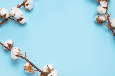 Mavi arkaplan manzaralı beyaz pamuklu çiçekli dallar düz yatıyordu. Narin, hafif, pamuklu bir arka plan. Doğal organik lif, pamuk tohumu, kumaş yapmak için hammadde..