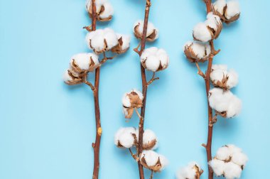 Mavi arkaplan manzaralı beyaz pamuklu çiçekli dallar düz yatıyordu. Narin, hafif, pamuklu bir arka plan. Doğal organik lif, pamuk tohumu, kumaş yapmak için hammadde..