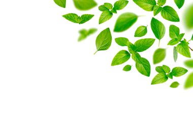 Uçan taze yeşil fesleğen yaprakları beyaz arka planda izole edilmiş. Yemek, bitki, bitki ve yemek için baharat. Yaratıcı gıda konsepti. Tasarım için elementler, kırpma yolları. Ürün havalanması.