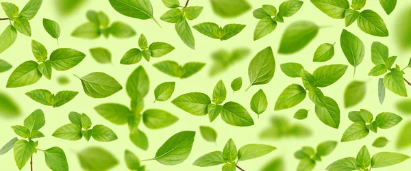 Latające Świeże Zielone Liście Bazylii Izolowane Zielonym Tle Przyprawa Gotowania — Zdjęcie stockowe