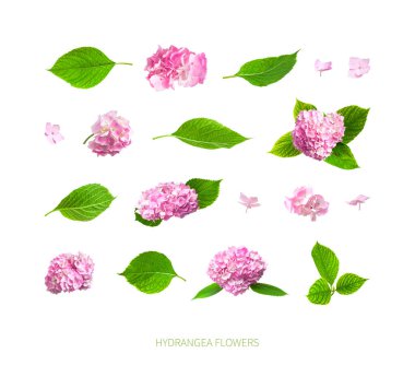 Beyaz arka planda izole edilmiş pembe ortanca çiçekleri ve yeşil yapraklar. Güzel pembe bahar çiçeği, gür cilt bakımı, taç yaprakları. Tasarım elementleri, kartpostallar. Kesme yolu.