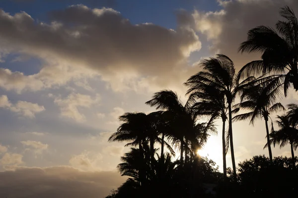 Během západu slunce zobrazit v palms — Stock fotografie