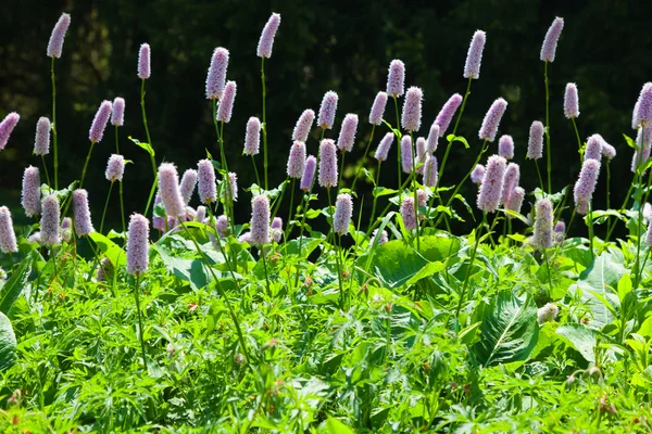 Tuinen bloemen Rechtenvrije Stockfoto's