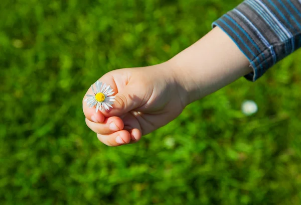 Blume in der Hand — Stockfoto