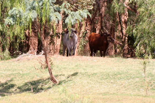 West-Australien - Knunurra - Ordriver bank — Stockfoto