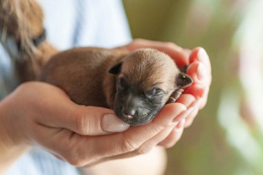 Küçük köpek yavrusu kucağında güzel bir köpek tutarken yukarı bakıyor. Evcil hayvan rahat evinde dinleniyor..