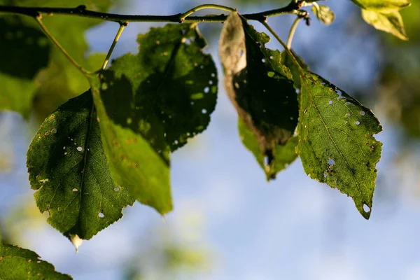 Aphids damaged leaf by pests and diseases — Stock Photo, Image