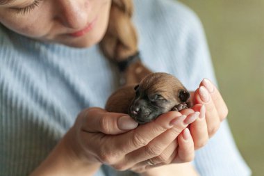 Küçük köpek yavrusu kucağında güzel bir köpek tutarken yukarı bakıyor. Evcil hayvan rahat evinde dinleniyor..