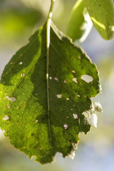 Aphids damaged leaf by pests and diseases — Stock Photo, Image