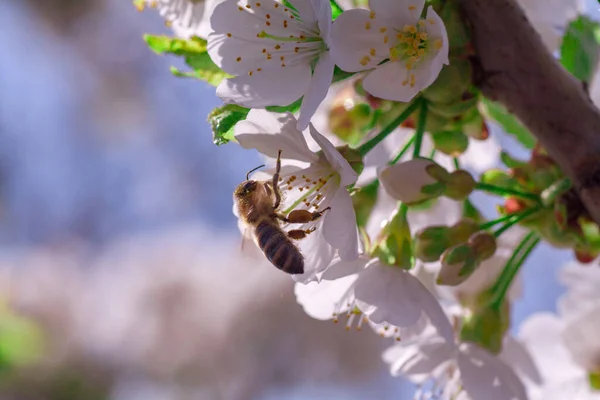 Schöne Nahaufnahme Frühling blühender Baum — Stockfoto