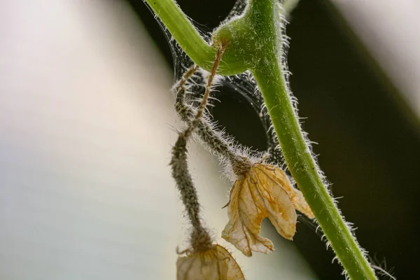 Afectados por enfermedades y plagas de hojas de plantas y frutos de pepino —  Fotos de Stock