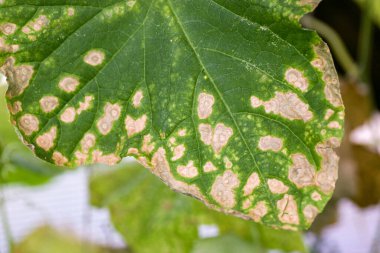 Hastalıklardan, bitki yapraklarından ve salatalık meyvelerinden etkilenir.