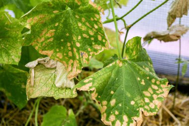 Hastalıklardan, bitki yapraklarından ve salatalık meyvelerinden etkilenir.