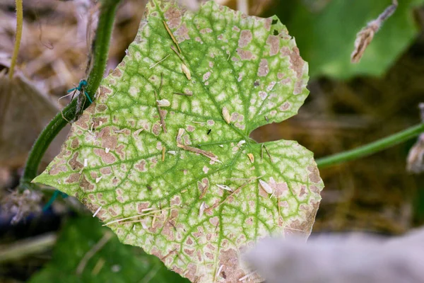 Getroffen door ziekten en plagen van plantenbladeren en vruchten van komkommer — Stockfoto