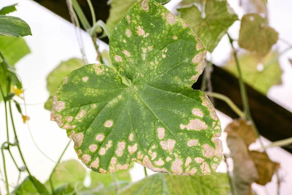 Colpiti da malattie e parassiti delle foglie delle piante e dei frutti del cetriolo Fotografia Stock