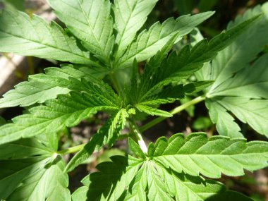 Marihuana bitkisinin taze yaprağı. Seçici odak.