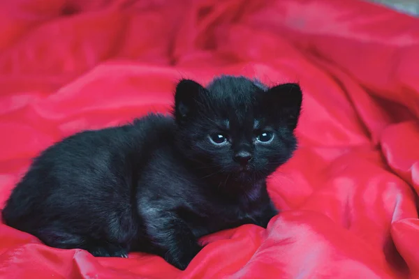Mały nowonarodzony kotek, który jeszcze nie otworzył oczu. — Zdjęcie stockowe