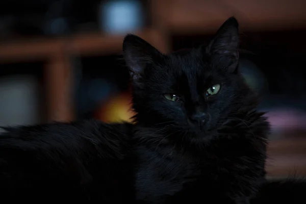 Primo piano ritratto di un gatto nero di Halloween — Foto Stock