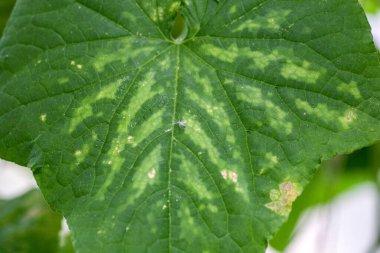 Hastalıklardan, bitki yapraklarından ve salatalık meyvelerinden etkilenir.