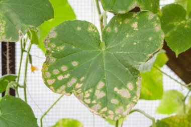 Hastalıklardan, bitki yapraklarından ve salatalık meyvelerinden etkilenir.