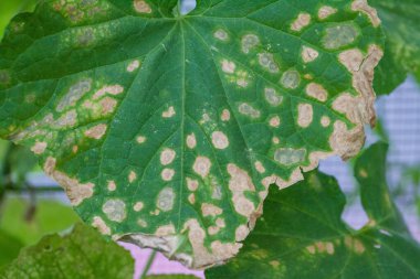 Hastalıklardan, bitki yapraklarından ve salatalık meyvelerinden etkilenir.