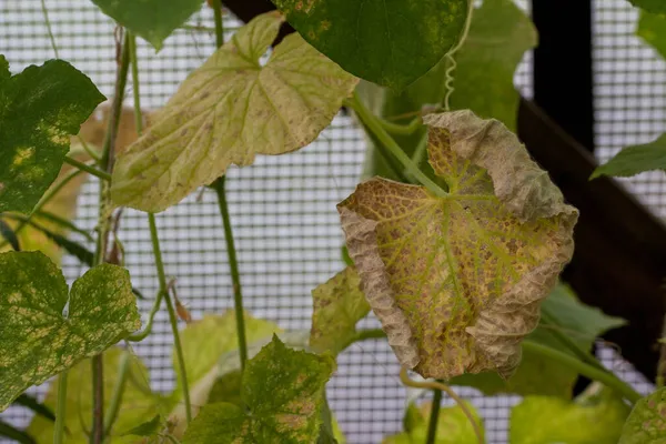 Затронутые болезнями и вредителями листьев растений и фруктов огурца — стоковое фото