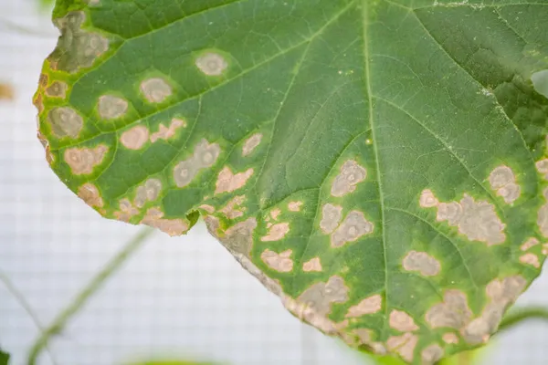 Colpiti da malattie e parassiti delle foglie delle piante e dei frutti del cetriolo — Foto Stock