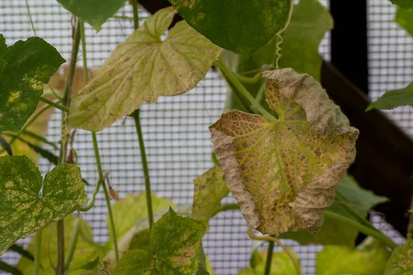 Colpiti da malattie e parassiti delle foglie delle piante e dei frutti del cetriolo Foto Stock