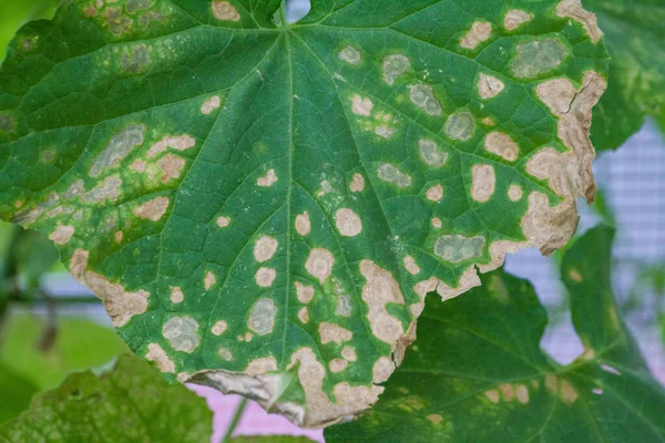 Colpiti da malattie e parassiti delle foglie delle piante e dei frutti del cetriolo Immagine Stock