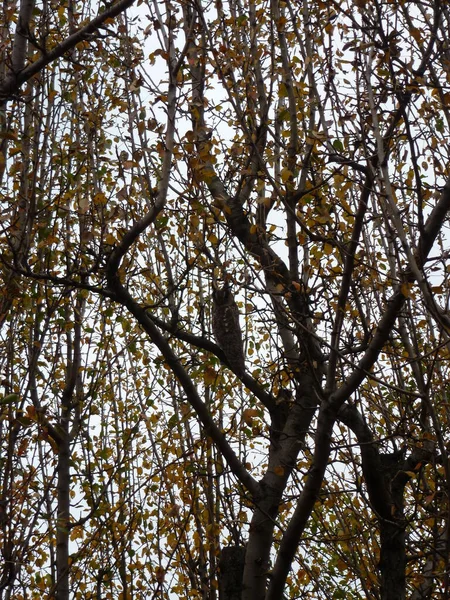 Hibou assis sur une branche dans une ambiance de forêt — Photo