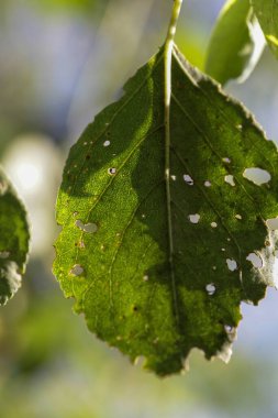 Haşereler ve hastalıklar yüzünden yaprak bitleri zarar görmüş.