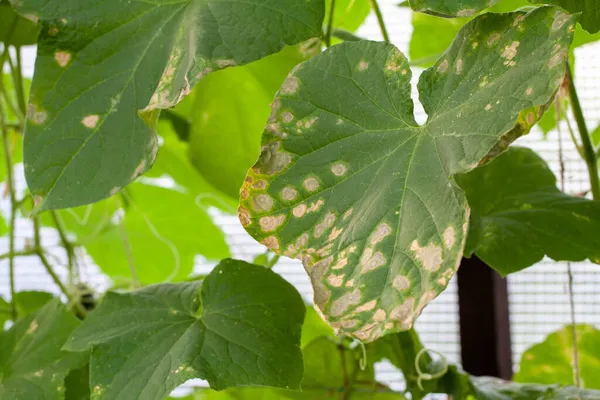 Colpiti da malattie e parassiti delle foglie delle piante e dei frutti del cetriolo — Foto Stock