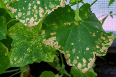 Hastalıklardan, bitki yapraklarından ve salatalık meyvelerinden etkilenir.