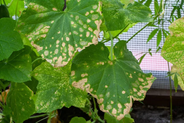 Colpiti da malattie e parassiti delle foglie delle piante e dei frutti del cetriolo — Foto Stock