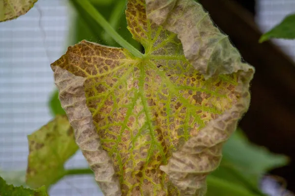 Colpiti da malattie e parassiti delle foglie delle piante e dei frutti del cetriolo — Foto Stock
