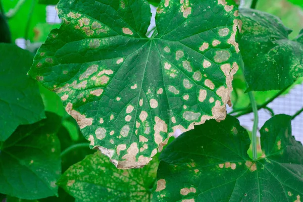 Colpiti da malattie e parassiti delle foglie delle piante e dei frutti del cetriolo — Foto Stock