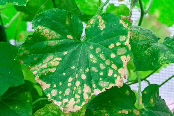 Затронутые болезнями и вредителями листьев растений и фруктов огурца — стоковое фото