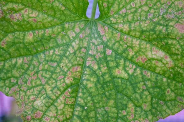 Colpiti da malattie e parassiti delle foglie delle piante e dei frutti del cetriolo — Foto Stock