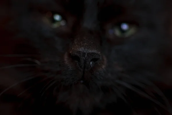 Retrato de primer plano de un gato negro de Halloween —  Fotos de Stock