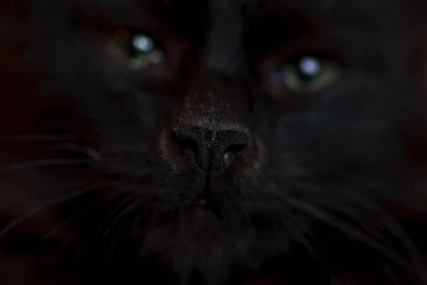 Retrato de close-up de um gato preto de Halloween — Fotografia de Stock