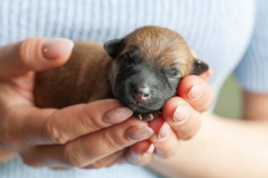 Küçük köpek yavrusu kucağında güzel bir köpek tutarken yukarı bakıyor. Evcil hayvan rahat evinde dinleniyor..