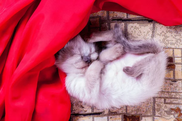 Katzenmutter brachte im Sand neue Familie zur Welt — Stockfoto