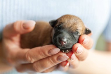 Küçük köpek yavrusu kucağında güzel bir köpek tutarken yukarı bakıyor. Evcil hayvan rahat evinde dinleniyor..